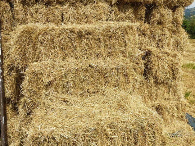 Medium Hay Bales For Sale In Axbridge Somerset Freeads