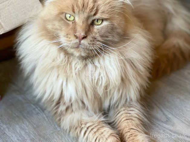 Beautiful Maine Coon Boy in Oxfordshire on Freeads Classifieds - Maine ...