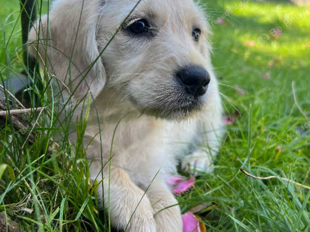 Cockapoo best sale retriever mix