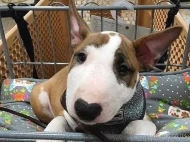 Looking For English Bull Terrier Puppy In Aberdeen On Freeads Classifieds English Bull Terriers Classifieds