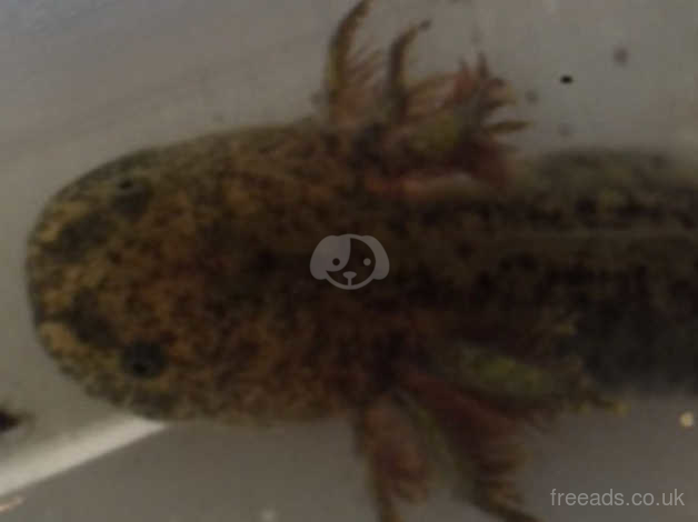 Axolotls For Sale In Durham Dh7 On Freeads Classifieds Frogs Amphibians Classifieds