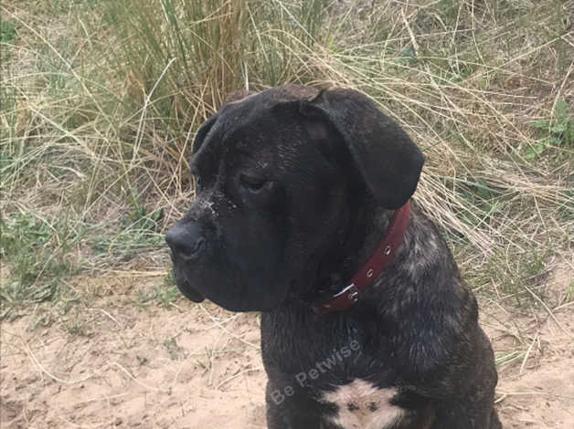 Cane Corso Young Adult In Lancashire On Freeads Classifieds