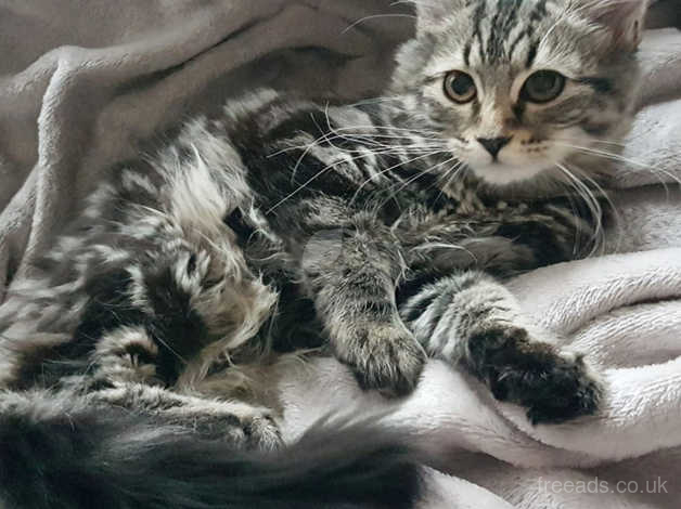 12 Week Old Absolutely Stunning Mainecoon Mixed Kitten In