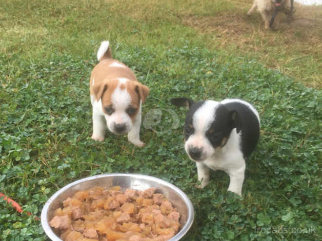 Jack Russell Puppies In Kent On Freeads Classifieds Jack