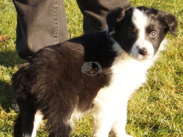 Beautiful border collie store puppies for sale