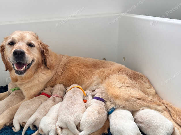 Pedigree for golden retriever hot sale puppy