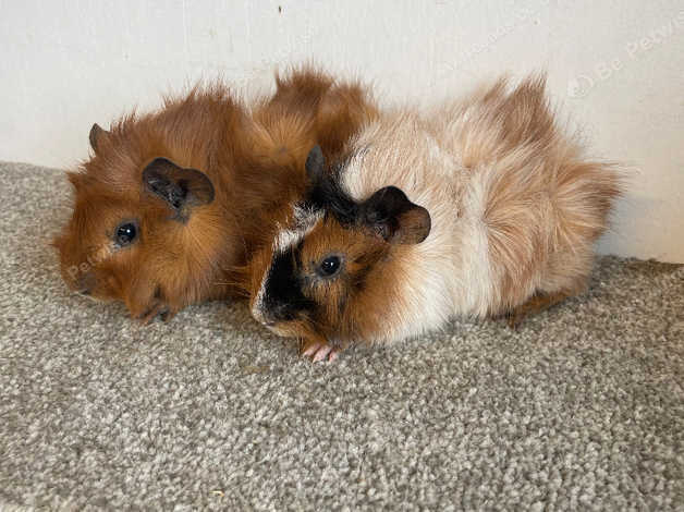 Roan abyssinian best sale guinea pig