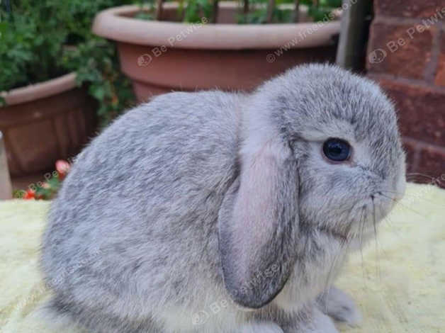 Chinchilla lop hot sale rabbit