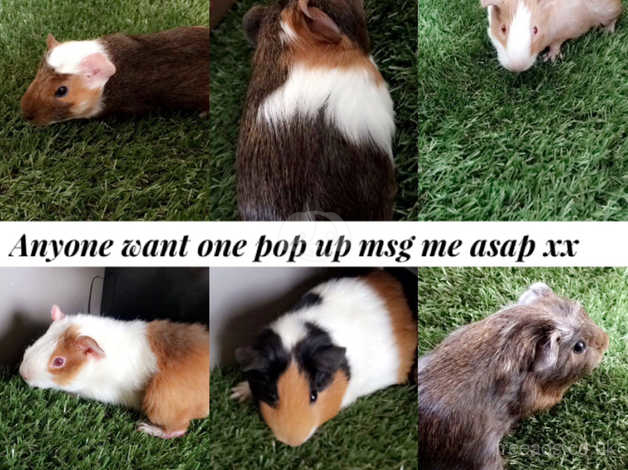 Baby Guinea Pigs For Sale Short Haired In Rotherham S63 On Freeads