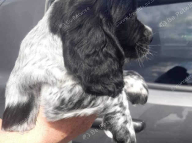 13 week old hot sale cocker spaniel puppy