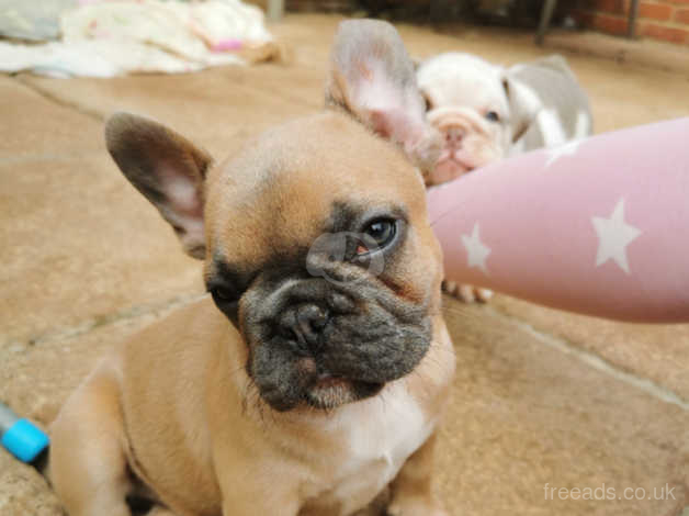 Kc Reg French Bulldog Puppies In St Leonards On Sea Tn38 On Freeads Classifieds French Bulldogs Classifieds