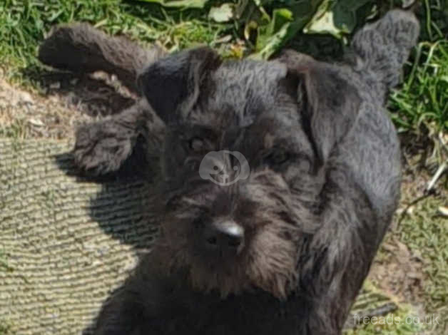 Black hot sale lakeland terrier