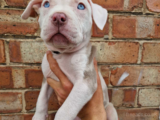 Purple tri best sale pitbull for sale