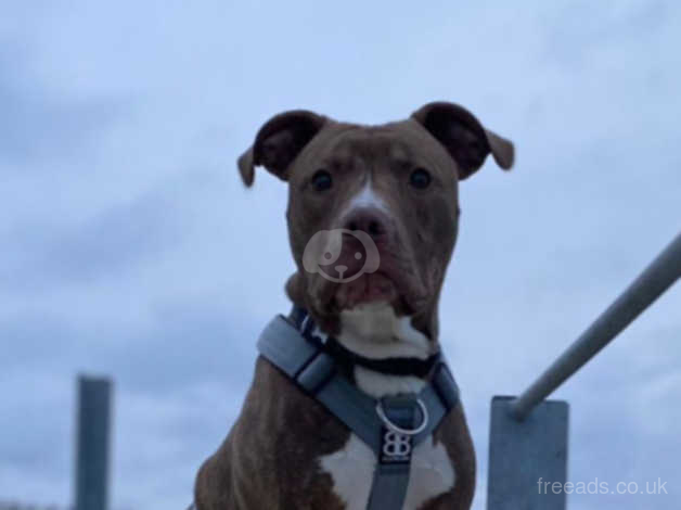 Bulldog and discount staffy cross