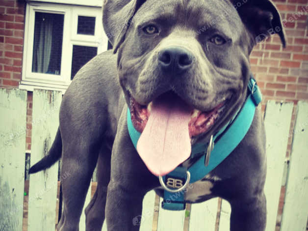 Cane corso x american hot sale bully