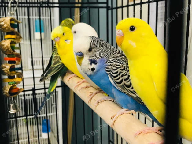 Beautiful budgies hot sale