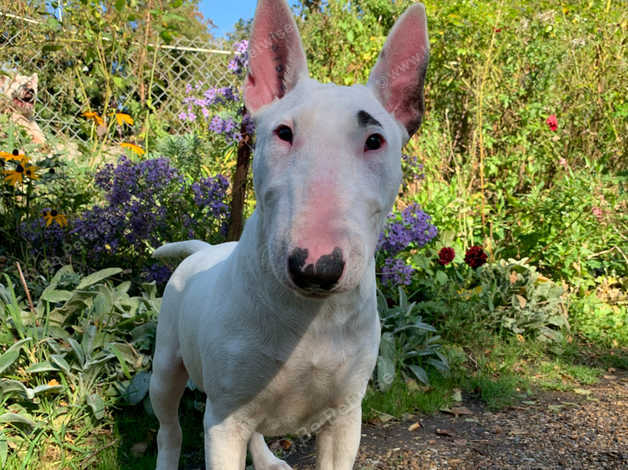 Emred Bull Terriers 