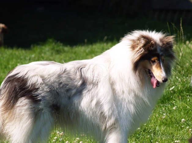 Blue merle rough hot sale collie for sale