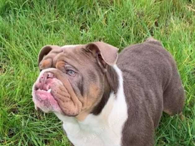 Lilac tri british bulldog fashion