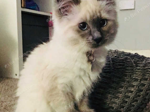 British shorthair 2024 cross ragdoll