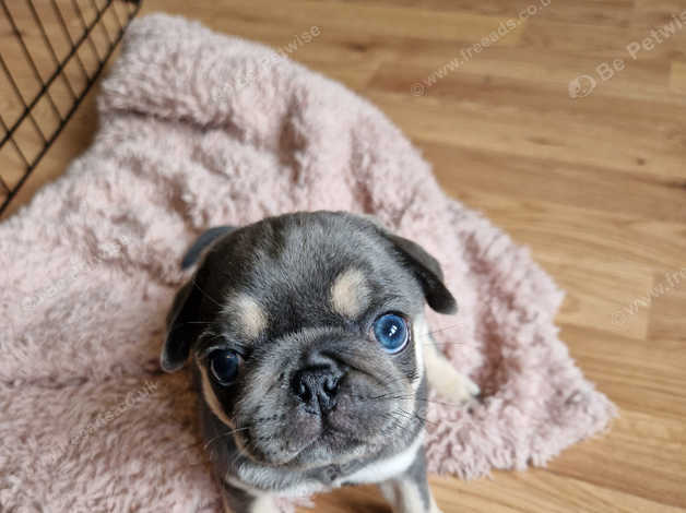 Grey pug with blue sales eyes