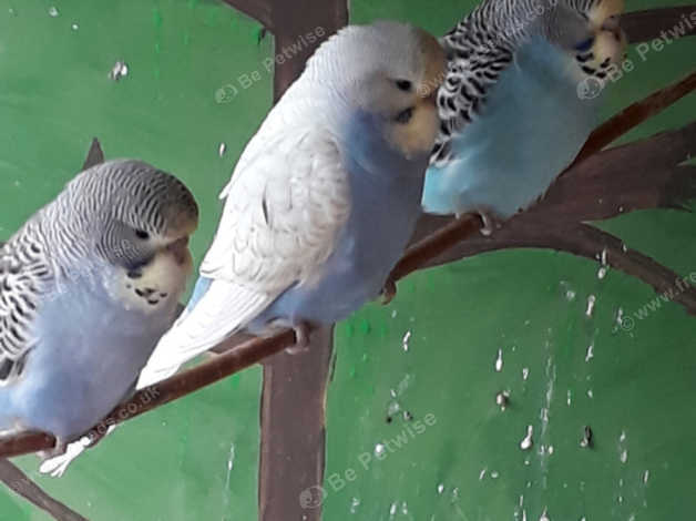 Baby Budgies in Nottingham NG5 on Freeads Classifieds - Budgies classifieds