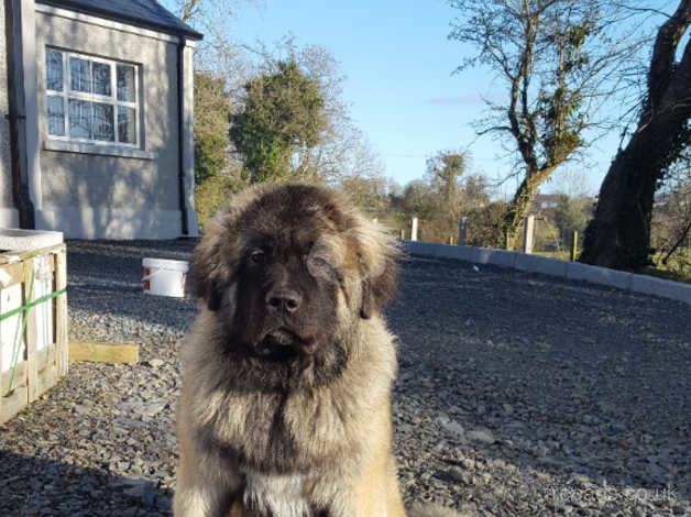 Caucasian mastiff best sale for sale