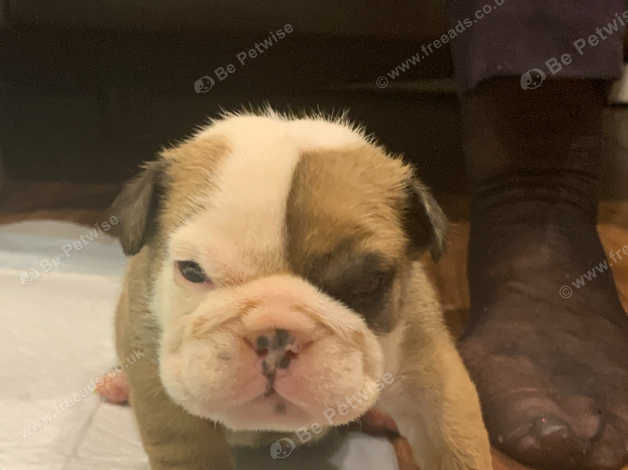 3 week old hot sale english bulldog puppies