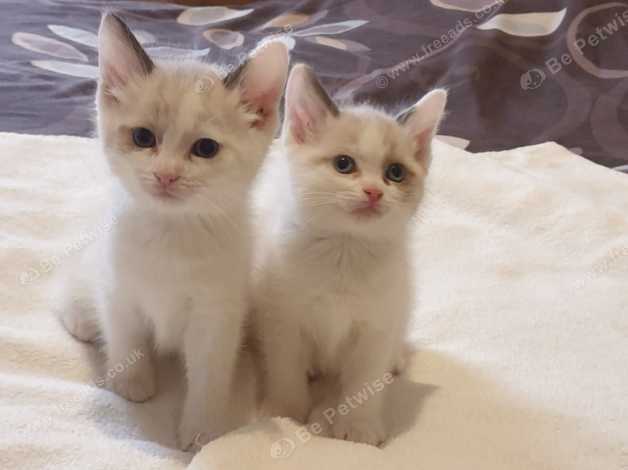 Ragamese kittens hot sale for sale