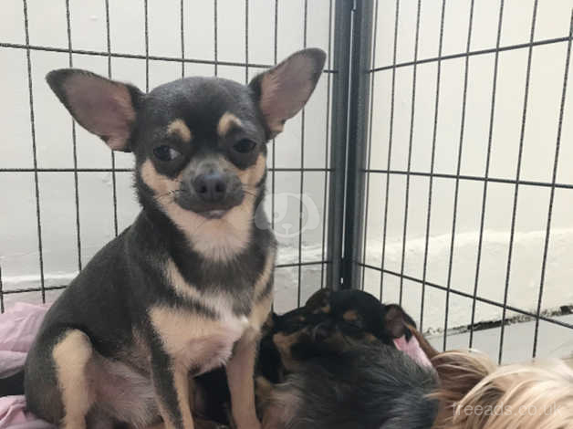 Chihuahua dogs for stud in Liverpool