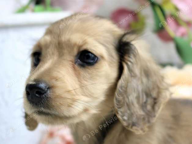 Stunning Kc Long Coat Cream Puppies In King S Lynn Pe34 On Freeads