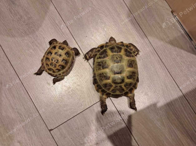 Two Horsefield Tortoises in Swansea SA1 on Freeads Classifieds ...