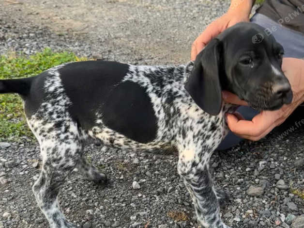 German shorthaired pointer free to best sale good home