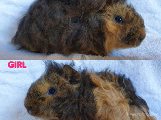 Lunkarya guinea pig for sale deals near me