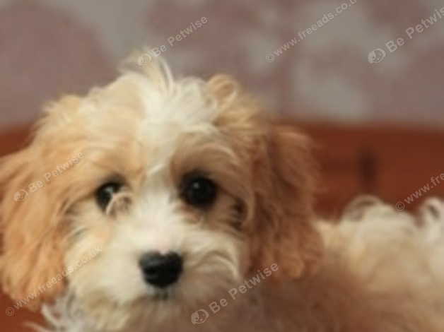 F1 cavachon hot sale