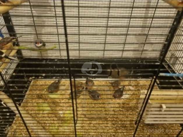 Job Lot Of Zebra Finch in St. Austell PL26 on Freeads Classifieds