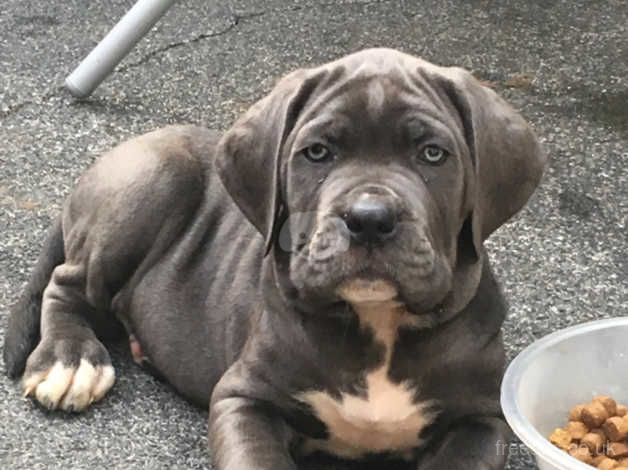 Solid Blue Cane Corso Puppies Ready To Leave Now In