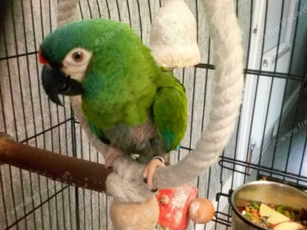 Young Macaw Parrot Hand Tame Talking in Bradford on Freeads Classifieds ...