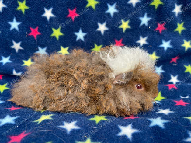 Alpaca guinea store pig for sale