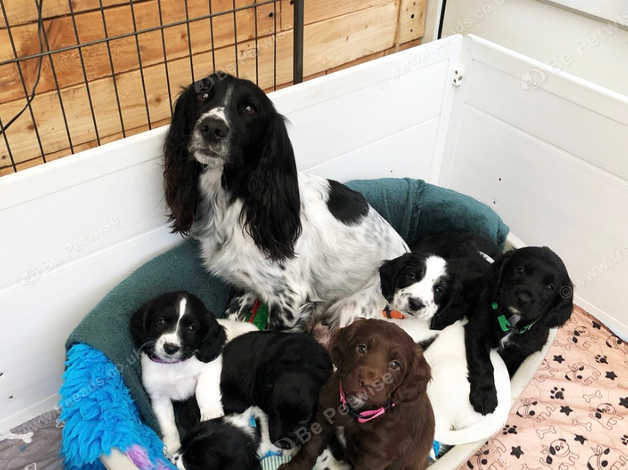 Black and white sprocker spaniel fashion