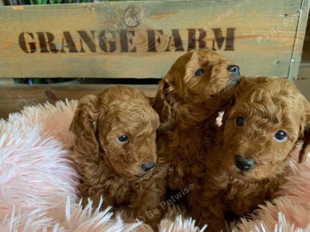 Kc registered toy poodle puppies hot sale for sale