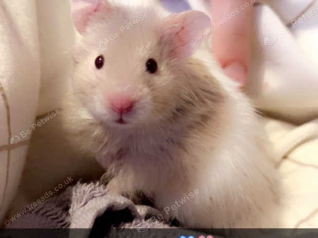 Teddy bear store hamster for sale