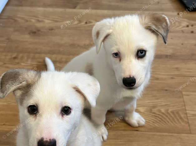 Husky best sale pyrenees puppy