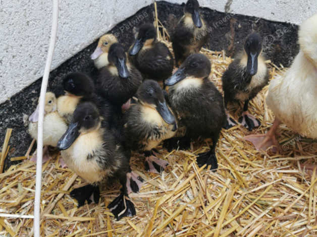 5 Week Old Ducklings in Towcester on Freeads Classifieds - Unspecified ...