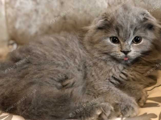 Scottish Fold Longhair Kitten Boy In Birmingham B25 On Freeads