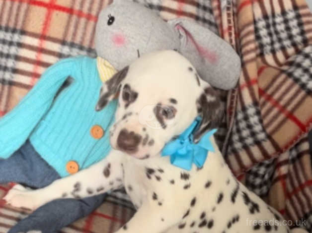 Cranbrooke dalmatians hot sale