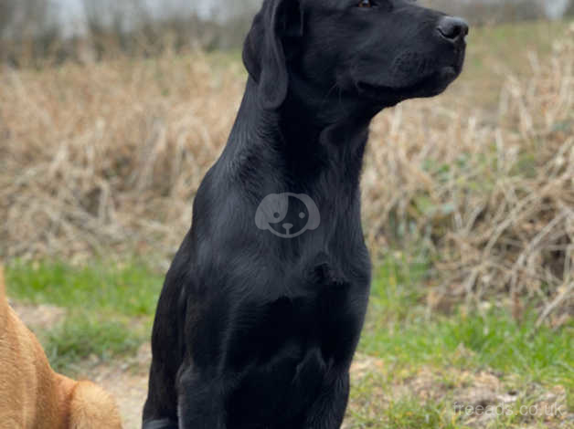 Working discount black labrador