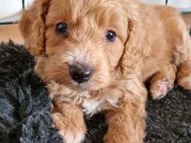 Clumber spaniel cross store poodle