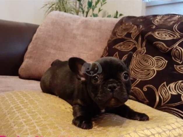 french bulldogs for sale in south yorkshire