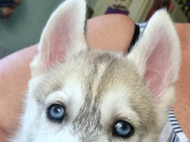 baby husky puppies tumblr